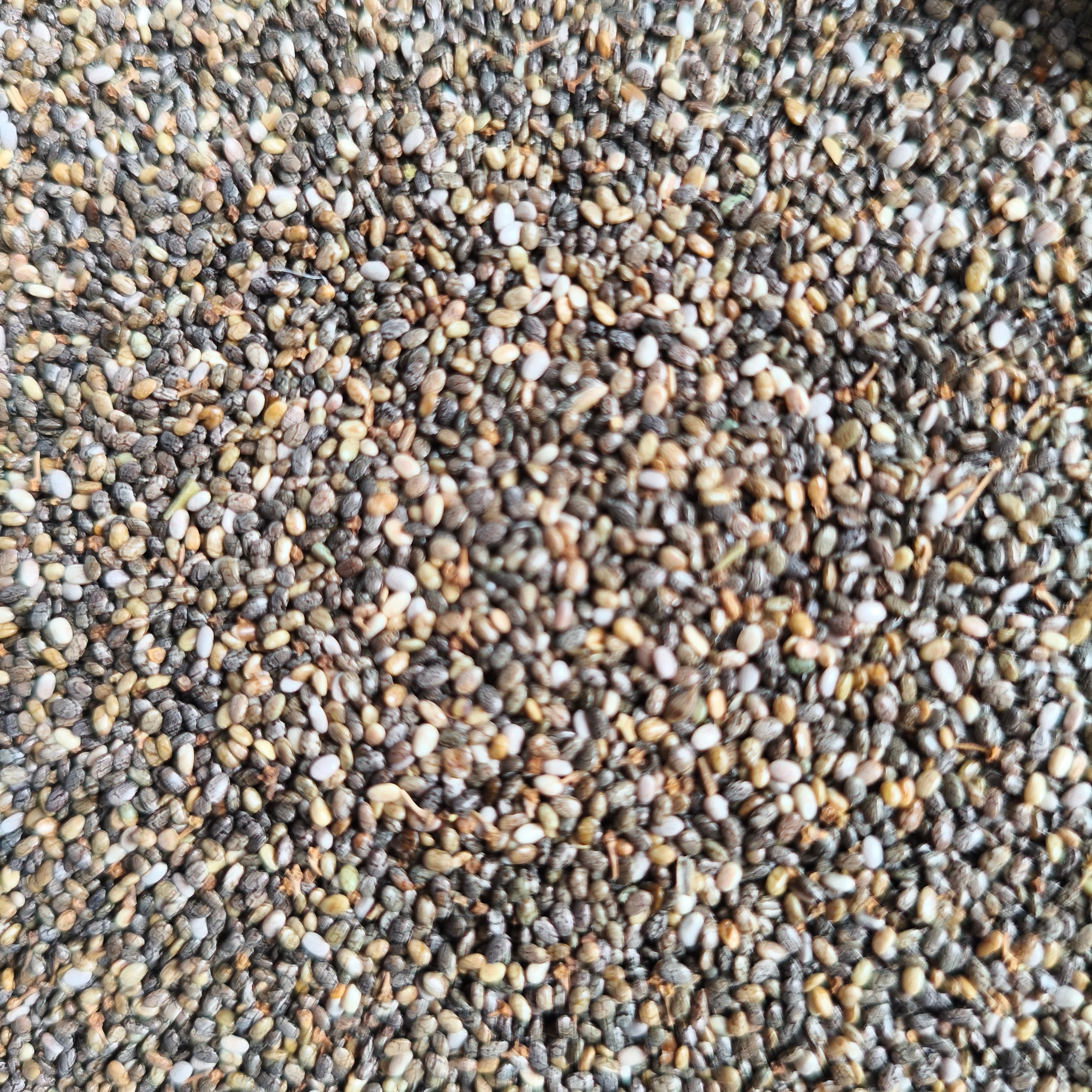 Chia_seeds