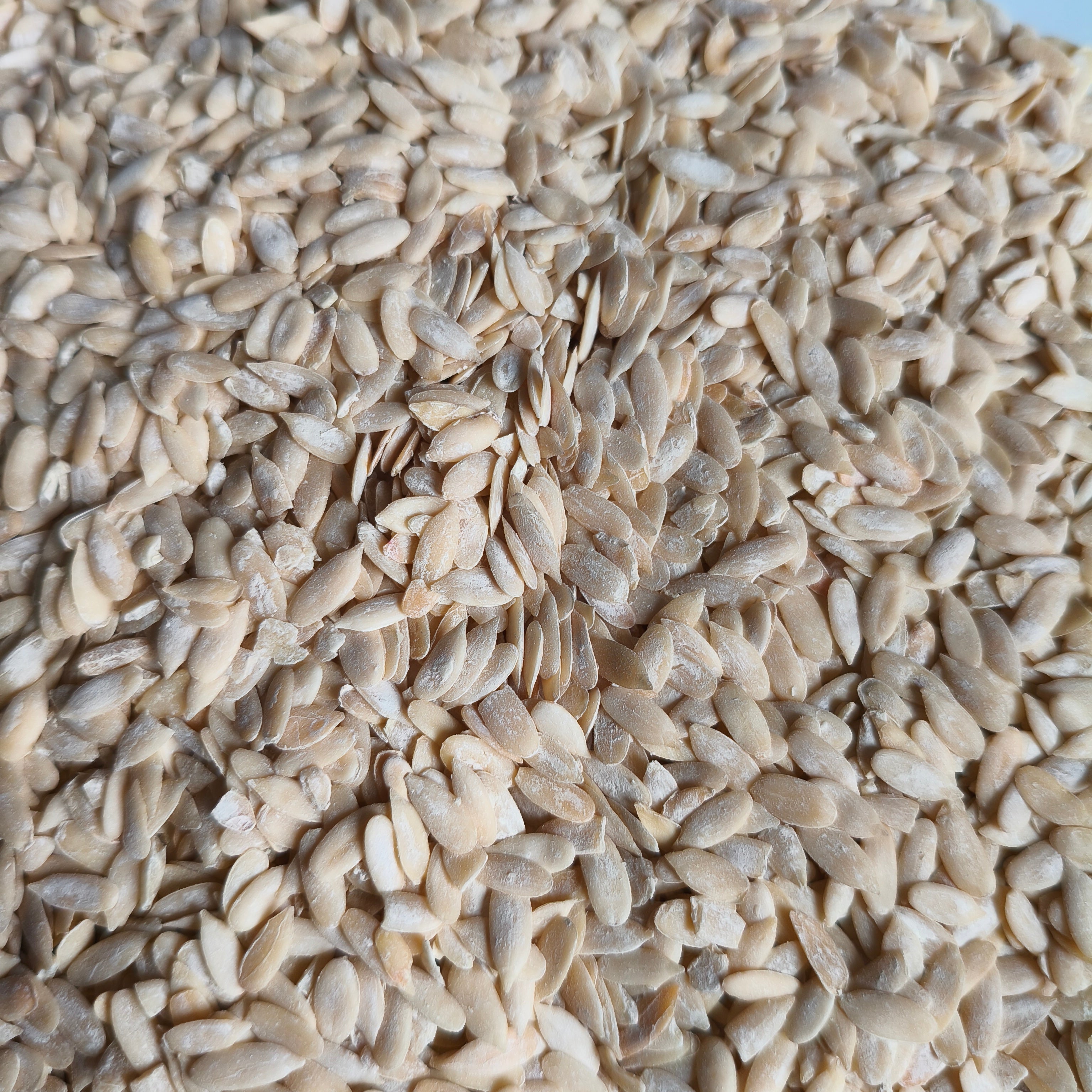 Muskmelon_seeds